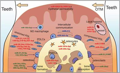 MicroRNAs in maxillofacial bone modeling and remodeling: implications for malocclusion development and orthodontic treatment